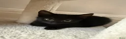 Mixed Breed cats for sale: Rome, full black male kitten - Advert 3