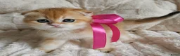 Scottish Fold cats for sale: ⭐️ Top Quality Scottish Fold Kittens ⭐️ - Advert 6