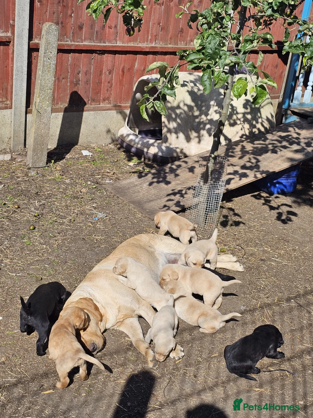 Labrador Retriever dogs for sale: Beautiful KC Registered Labrador Female - Advert 5
