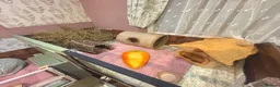 Guinea Pig rodents for sale: Guinea pig boarding in Herne bay - Advert 13