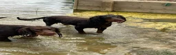 Cocker Spaniel dogs for sale: Tri chocolate  colour cocker spaniel puppies  - Advert 18