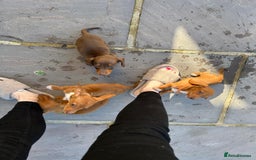 Miniature Dachshund dogs for sale: FOUR MINIATURE DACHSHUNDS PUPPIES FOR SALE - Image 5