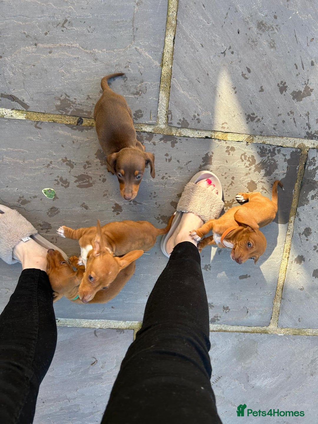 Miniature Dachshund dogs for sale: FOUR MINIATURE DACHSHUNDS PUPPIES FOR SALE - Image 5