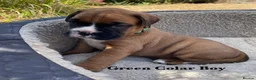 Boxer dogs for sale: KC Registered Boxer puppies  in Chesterfield - Advert 3
