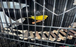 Budgerigars birds for sale: 2 female budgies for rehoming  - Image 1