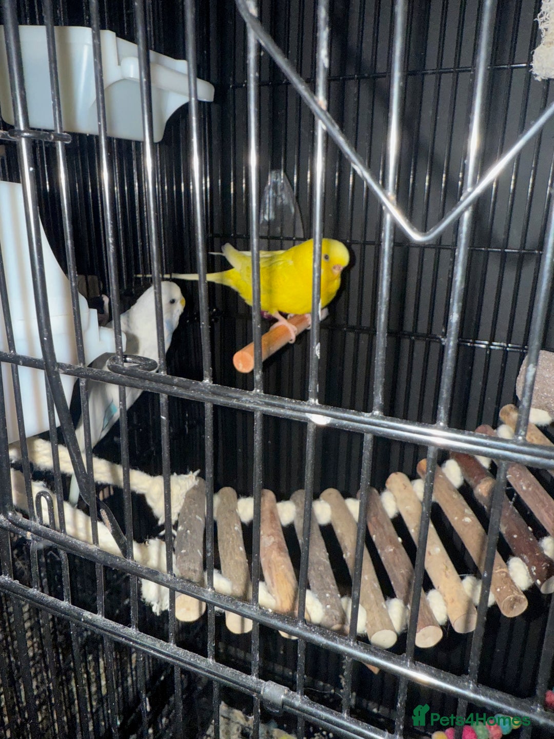 Budgerigars birds for sale: 2 female budgies for rehoming  - Image 1