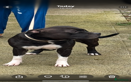 Staffordshire Bull Terrier dogs for stud: Django for stud - Image 3