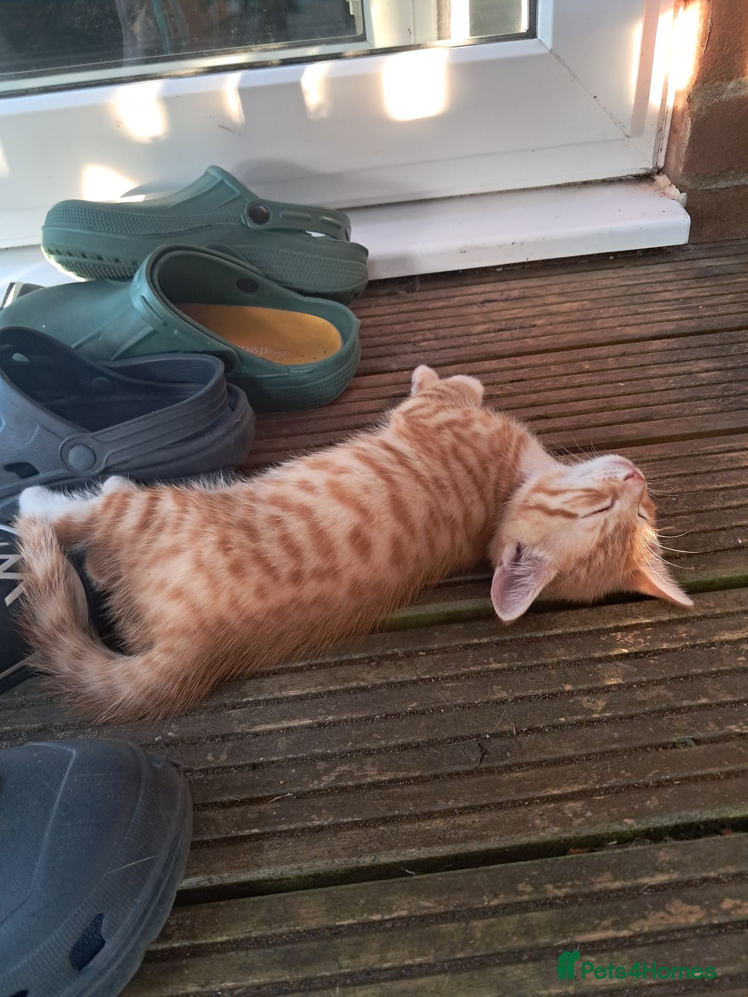 Mixed Breed cats ​Lovely Ginger Kitten - Needs Home by Monday - Advert 2