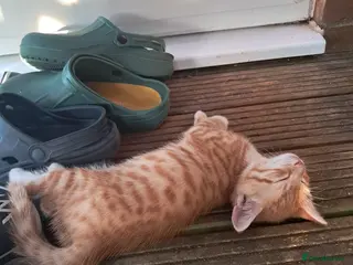 Mixed Breed cats Lovely Ginger Kitten - Needs Home by Monday - Advert 2