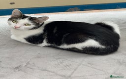 Mixed Breed cats for sale: Milo- mixed breed💙 - Image 3