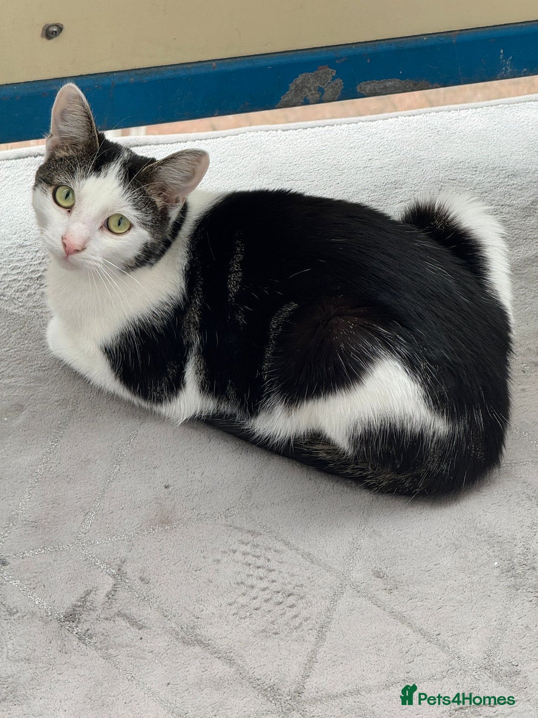 Mixed Breed cats for sale: Milo- mixed breed💙 - Image 3