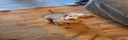 Cocker Spaniel dogs for sale: Beautiful cocker spaniel puppies  in Gloucester - Advert 7