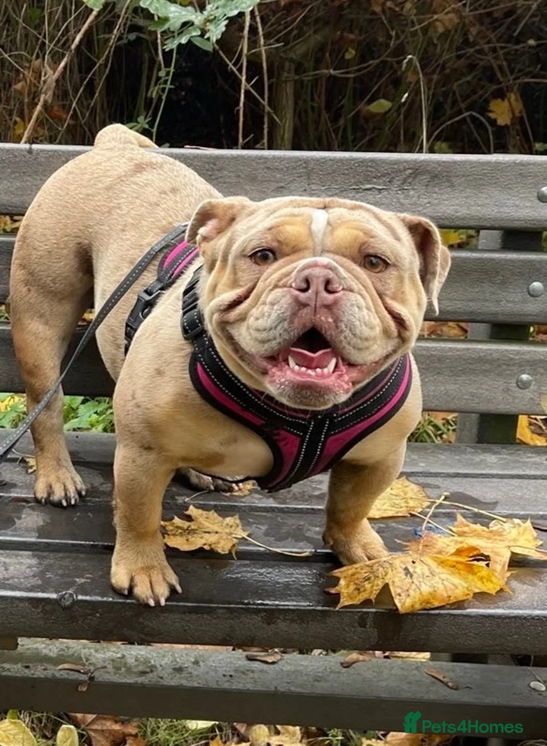 English Bulldog dogs for sale: New English bulldog  - Advert 2