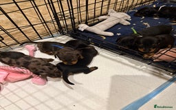 Miniature Dachshund dogs for sale: Ready Now! Smooth coat 1 boy 1 girl - Image 15