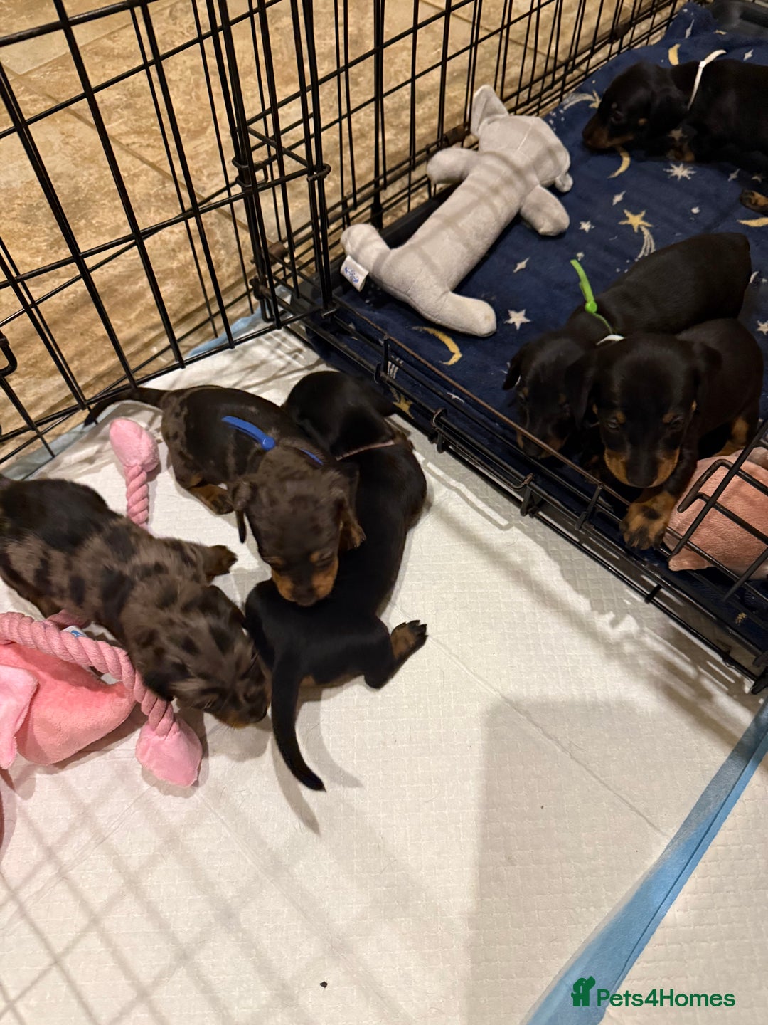 Miniature Dachshund dogs for sale: Ready Now! Smooth coat 1 boy 1 girl - Image 15