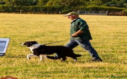Border Collie dogs for sale: Border Collie Pups for Sale  - Image 6