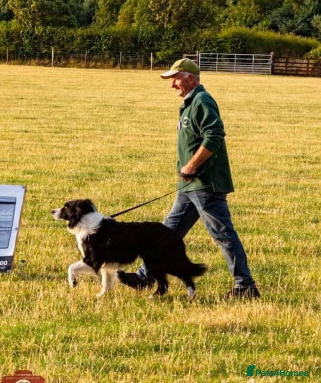 Border Collie dogs for sale: Border Collie Pups for Sale  - Image 6