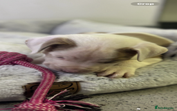 Staffordshire Bull Terrier dogs for sale: Ready now !! - Image 28
