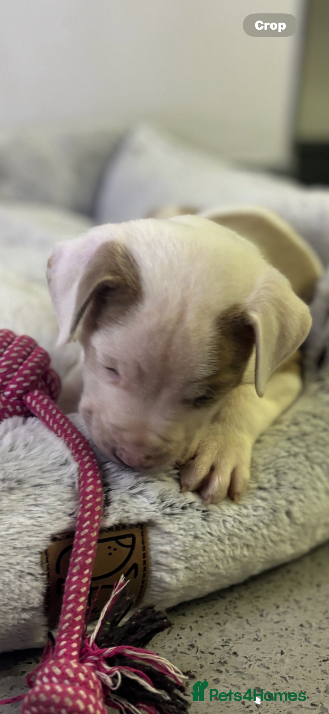 Staffordshire Bull Terrier dogs for sale: Ready now !! - Image 28