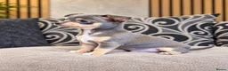 Chihuahua dogs for sale: Beautiful Purebred Chihuahua Puppies  🐾 - Advert 7