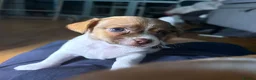 Chipoo dogs for sale: Beautiful Chipoos girls  - Advert 5