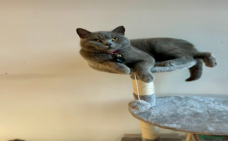 British Shorthair cats - Advert 4