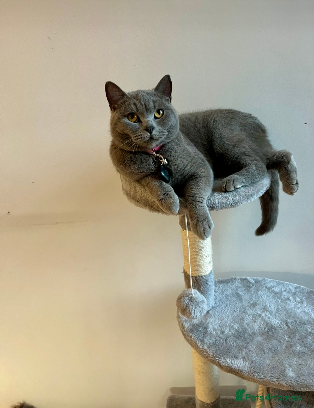 British Shorthair cats for sale: Her Royal Highness, Bluey, Seeks Her Kingdom. - Image 1