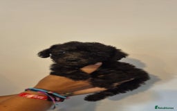 Bedlington Terrier dogs for sale: Bedlington terrier puppies  - Image 16
