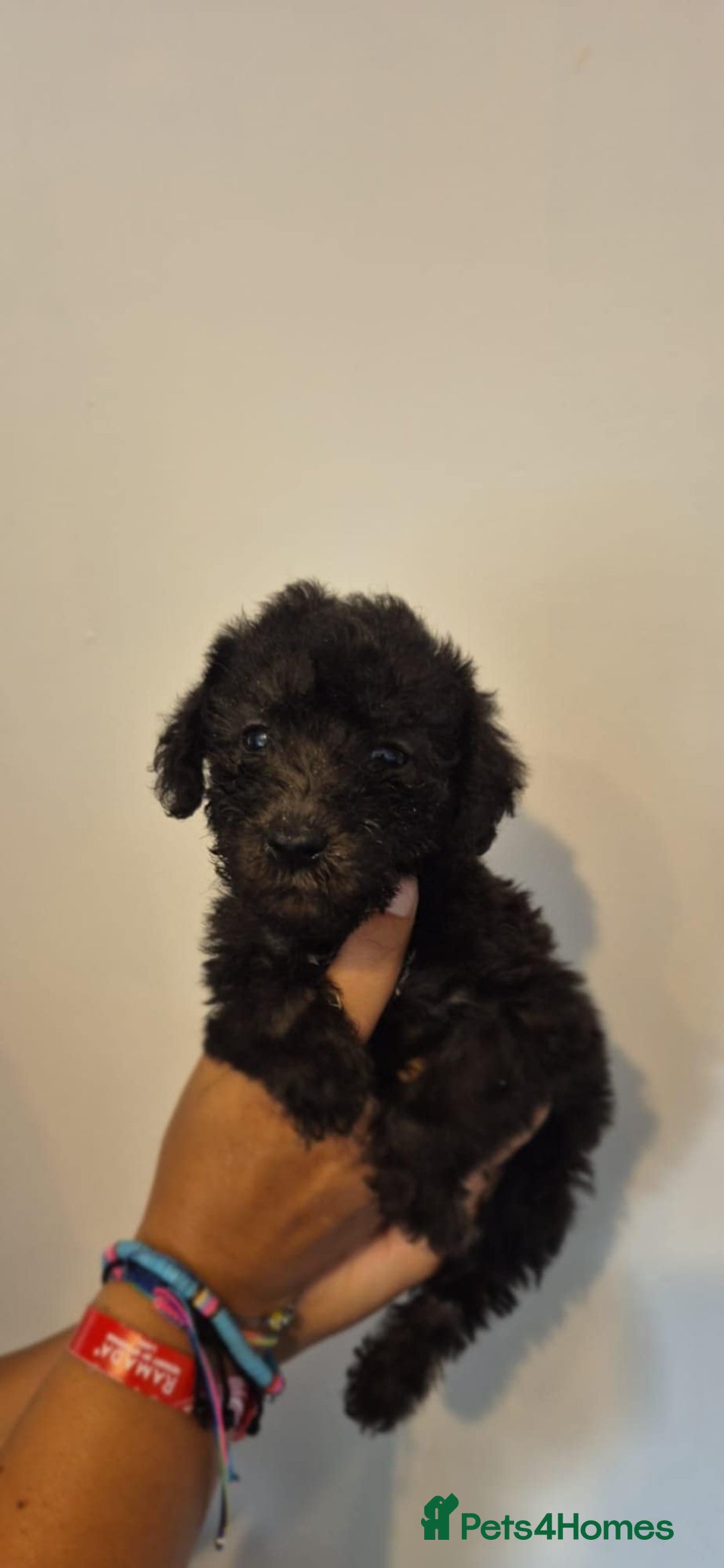 Bedlington Terrier dogs for sale: Bedlington terrier puppies  - Image 16