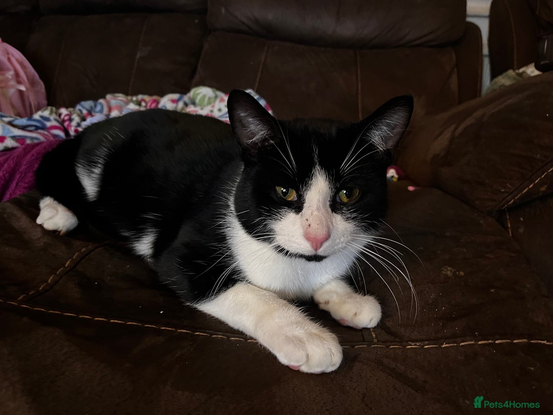 Mixed Breed cats for sale: Loveable boy needs a new family  - Image 1