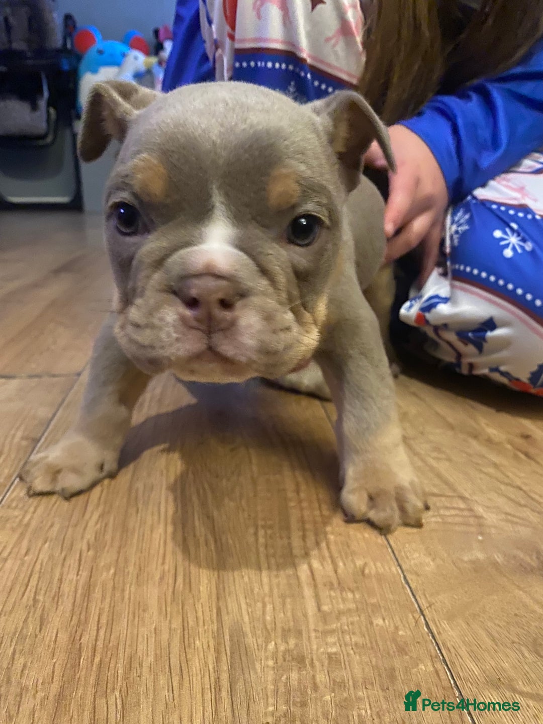 English Bulldog dogs for sale: Beautiful English bulldog puppies - Advert 5