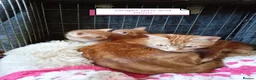 Mixed Breed cats for sale: Ginger kittens 3 girls 3 boys - Advert 12