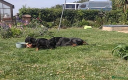 Dobermann dogs for sale: Proper Chunky Euro doberman pups 💕 - Image 28
