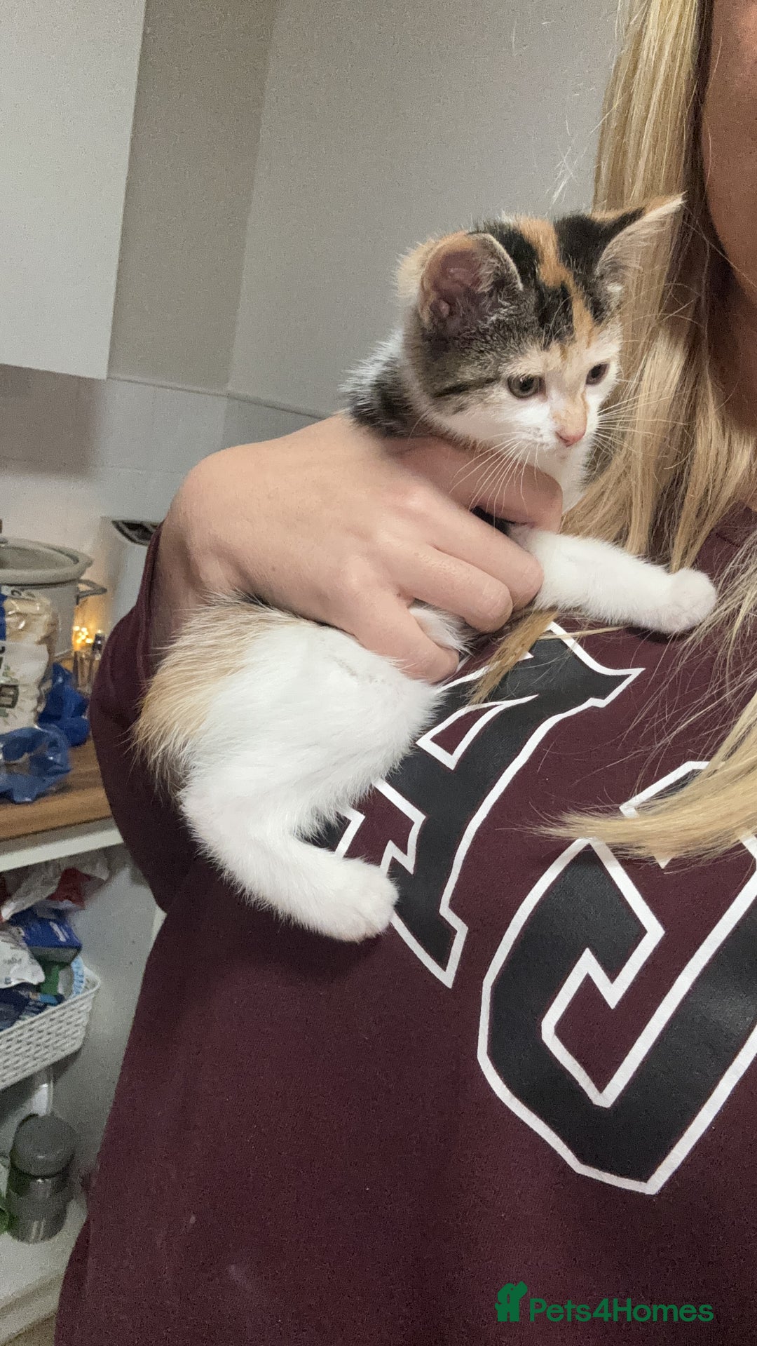 Mixed Breed cats for sale: Beautiful Calico Female Kitten  - Advert 1