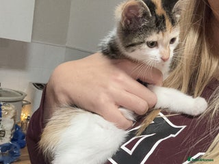 Mixed Breed cats Beautiful Calico Female Kitten - Advert 3