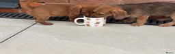 Doxiepoo dogs for sale: Doxipoo  - Advert 4