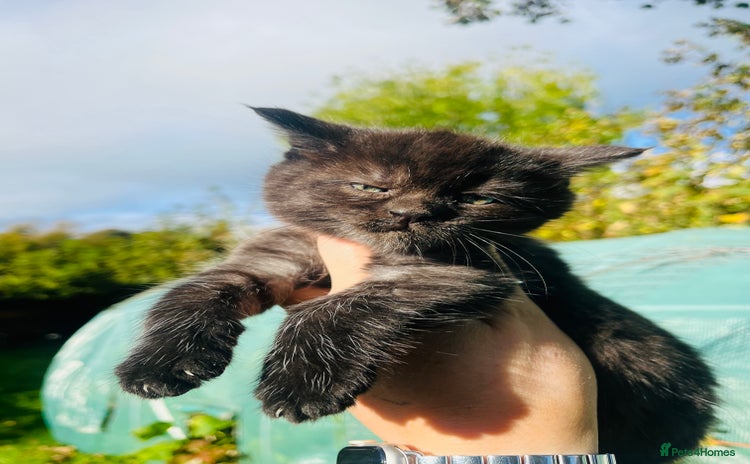Mixed Breed cats - Advert 1