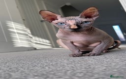 Sphynx cats for sale: Singleton male sphynx kitten  - Image 6