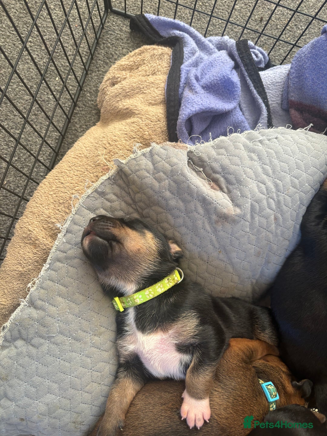 Mixed Breed dogs for sale: My surprise litter - Advert 3