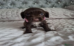 Cocker Spaniel dogs for sale: Stunning cocker spaniels for sale - Image 27