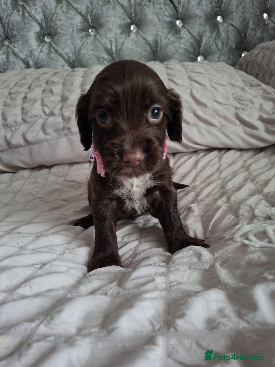Cocker Spaniel dogs for sale: Stunning cocker spaniels for sale - Image 27