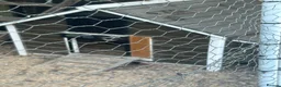 Chickens poultry for sale: 5 chickens, coop, accessories  in Southport - Advert 5