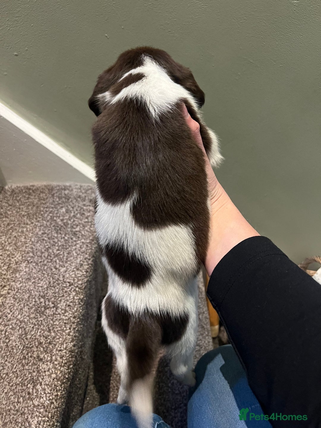 English Springer Spaniel dogs for sale: Lovely litter of puppies  - Advert 7