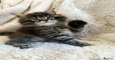 Maine Coon cats - Advert 3