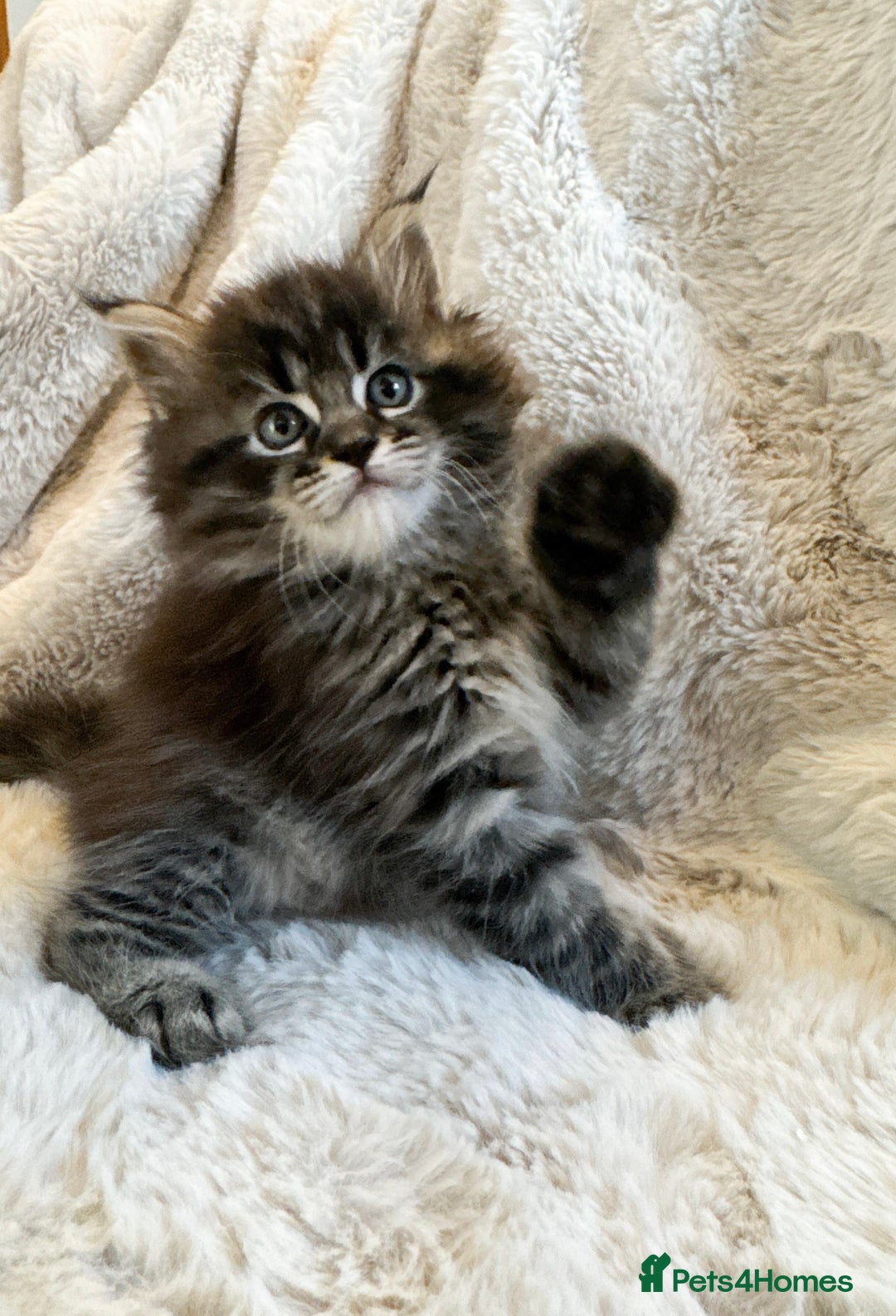Maine Coon cats for sale: Maine Coon x Ragdoll Mix Kittens  Ready 27 Aug! 🐾 - Image 2
