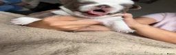Pug dogs for sale: pug puppies  - Advert 2