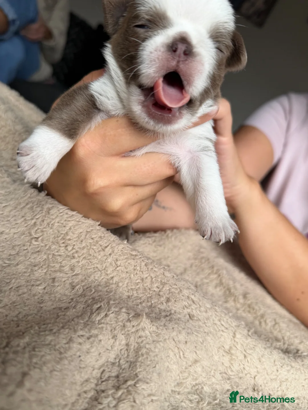 Pug dogs for sale: pug puppies  - Advert 2