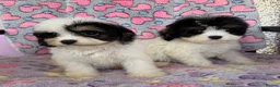 Cavapoo dogs for sale: Cavapoo puppies 🐶 ready now  - Advert 20