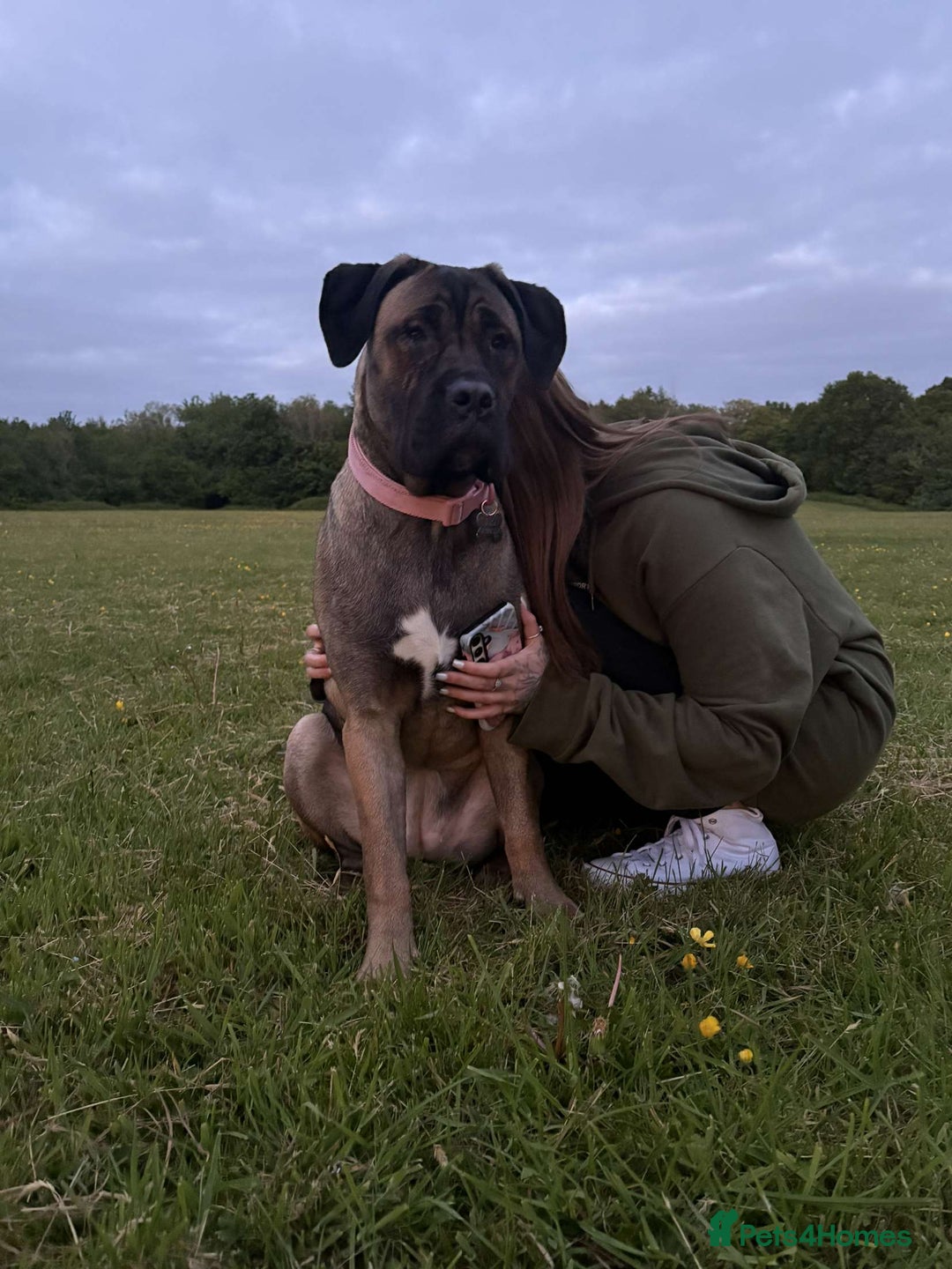 Cane Corso dogs for sale: Cane corso for sale  - Image 4