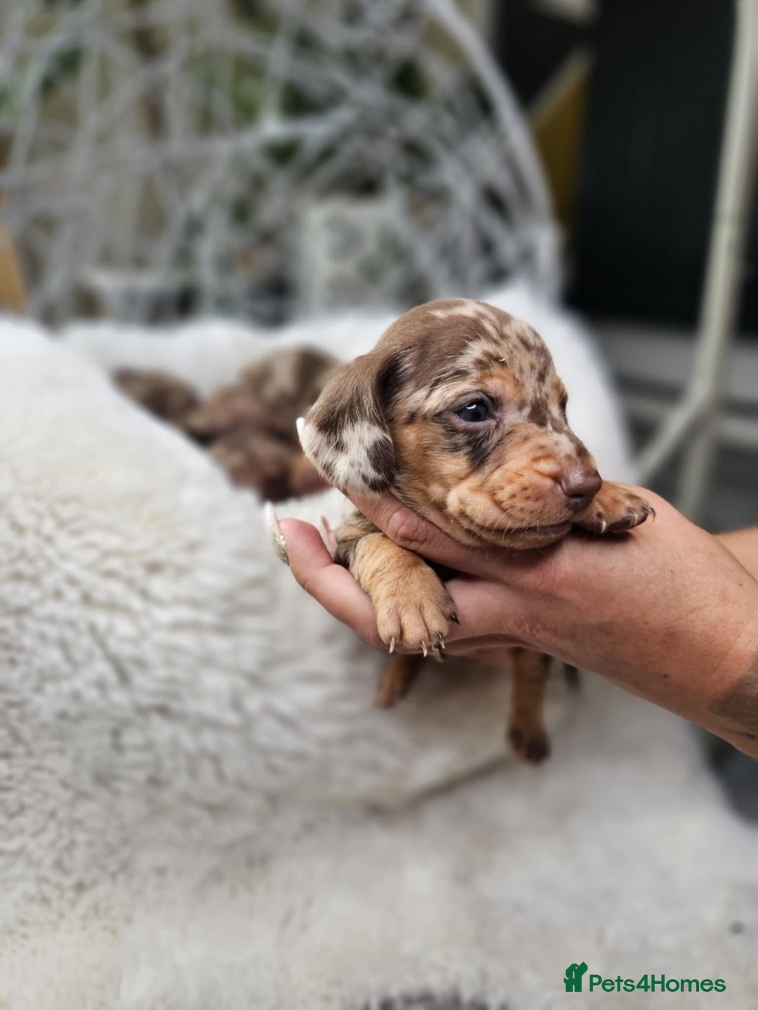 Dachshund dogs for sale: Beautiful Chocolate & Dapple Dachshund Pups - Image 13